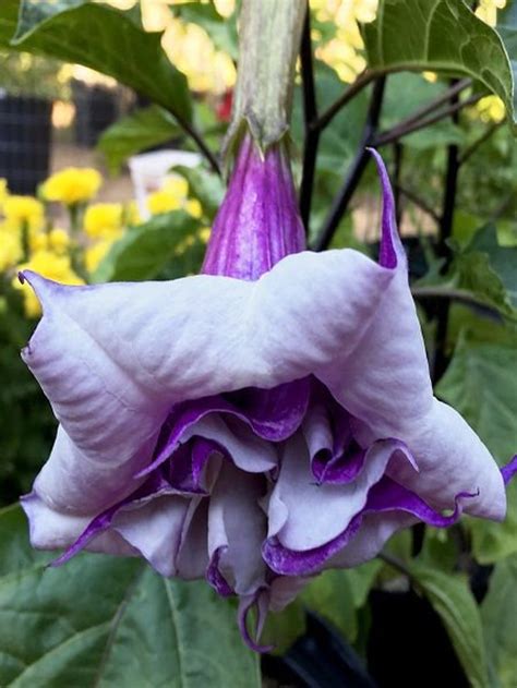 brugmansia plants for sale